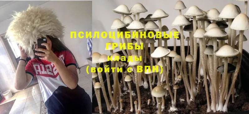 OMG как зайти  Лермонтов  Галлюциногенные грибы Psilocybine cubensis  где можно купить  